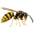 wasp icon img