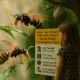 Keep Your Family Safe with Simple Wasp Prevention Tips 80x80