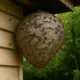 Safe and Simple Wasp Nest Removal Techniques 80x80