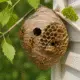 Wasp Sting Treatment 1 80x80